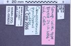 Etikette zu Campsosternus punctatus (NHMW-ZOO-COL-0008253)